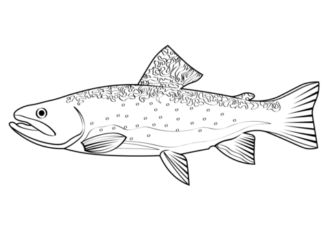 Westslope Cutthroat Trout (Oncorhynchus Clarkii Lewisi) Coloring Page